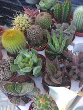 Cactus y suculentas